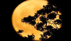 Harvest super moon