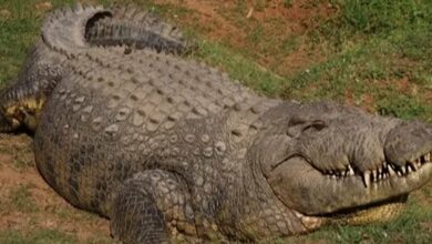 Oldest-crocodile. Jpeg