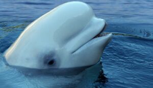 Beluga whale