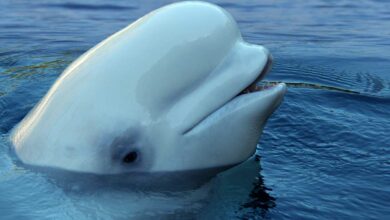 Beluga whale