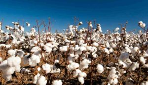 Cotton growers