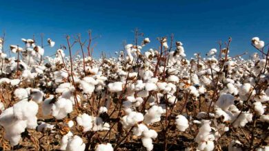 Cotton growers